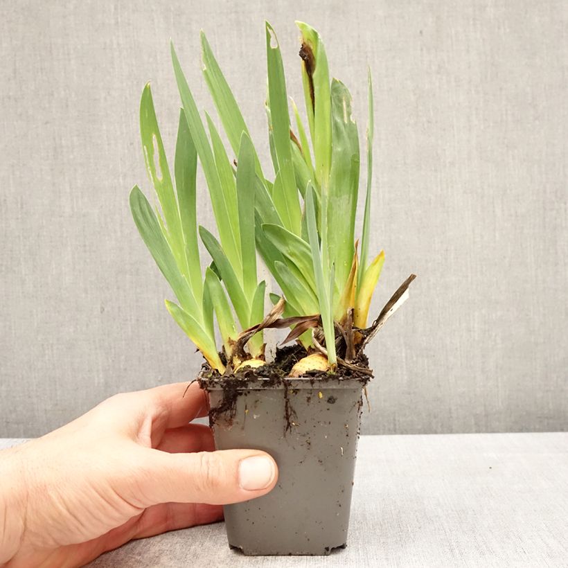 Spécimen de Iris Big Blue Eyes - Iris des Jardins Lilliput Godet de 8/9 cm tel que livré au printemps