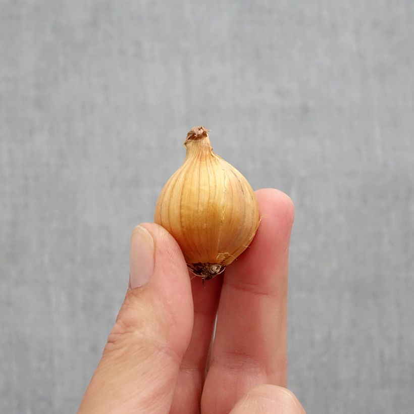 Spécimen de Iris de Hollande Apollo Bulbe calibre 10+ tel que livré en automne