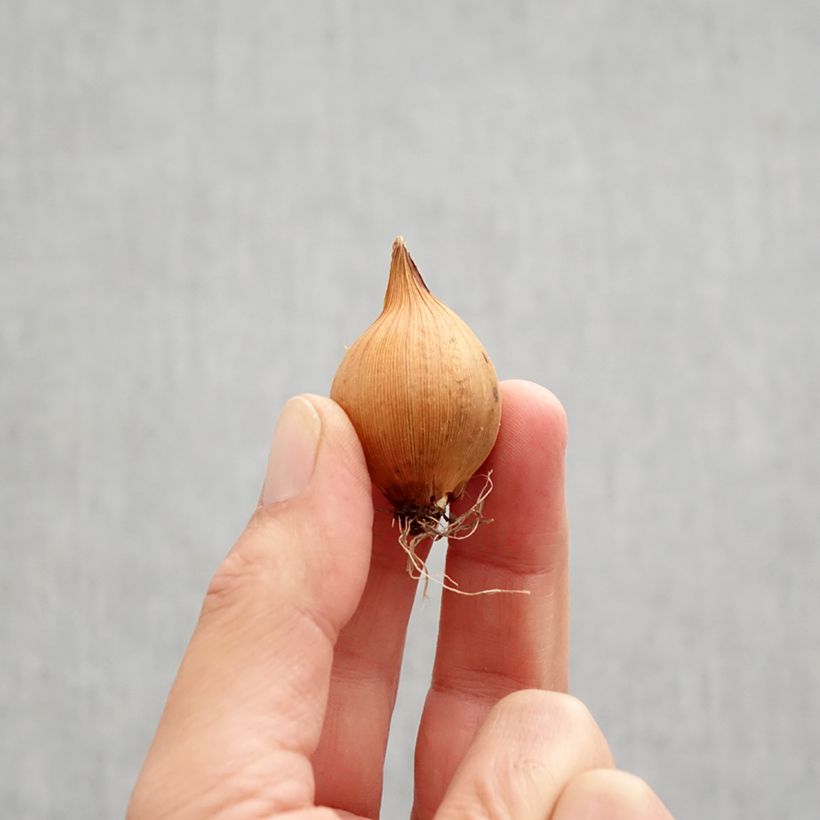 Example of Iris de Hollande Blue Magic Bulbe calibre 8 as you get in automne