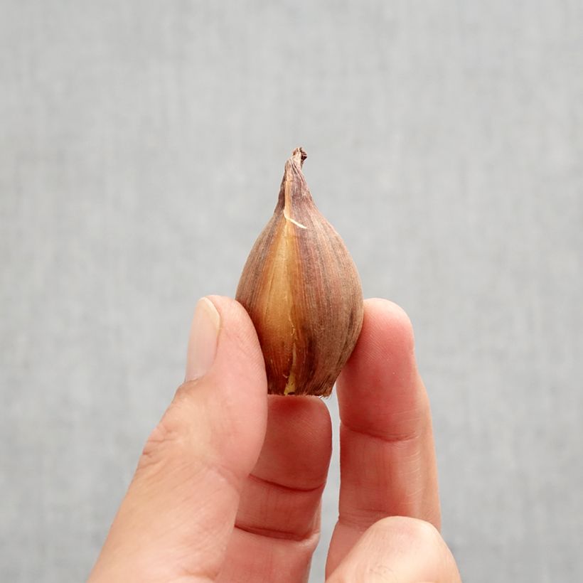 Example of Iris de Hollande Bronze Perfection Bulbe calibre 8+ as you get in automne