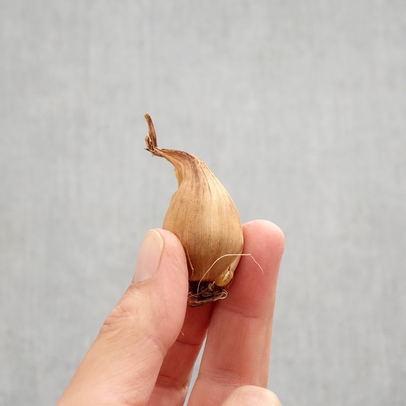 Spécimen de Iris de Hollande Bronze Queen Bulbe calibre 8+ tel que livré en automne