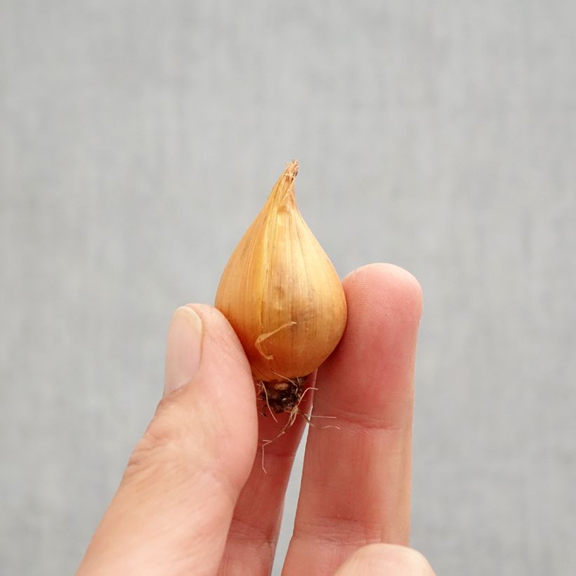 Example of Iris de Hollande en mélange Bulbe calibre 9+ as you get in automne