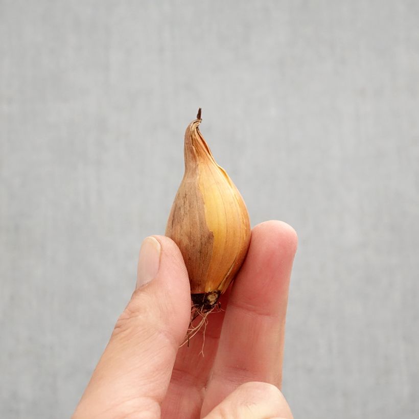 Example of Iris de Hollande Frans Hals - Iris hollandica Bulbe calibre 8+ as you get in automne