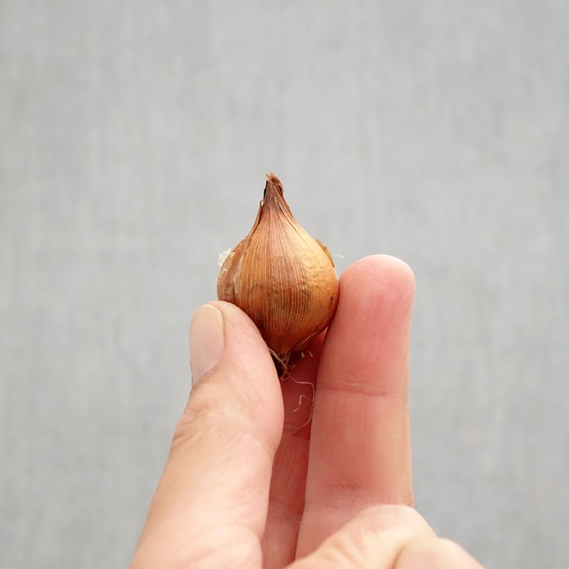 Spécimen de Iris de Hollande Lion King - Iris hollandica Bulbe calibre 6+ tel que livré en automne