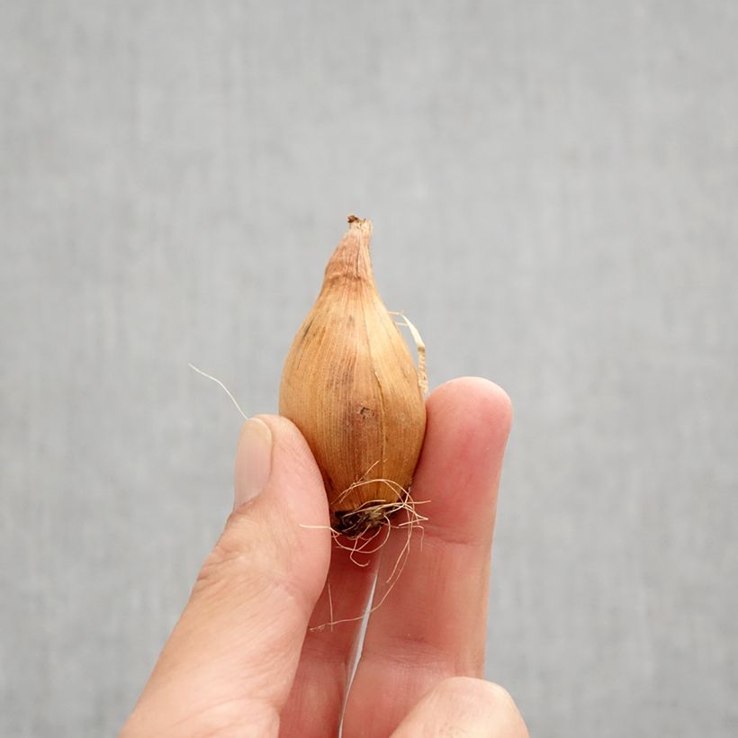 Example of Iris de Hollande Miss Saigon Bulbe calibre 8+ as you get in automne