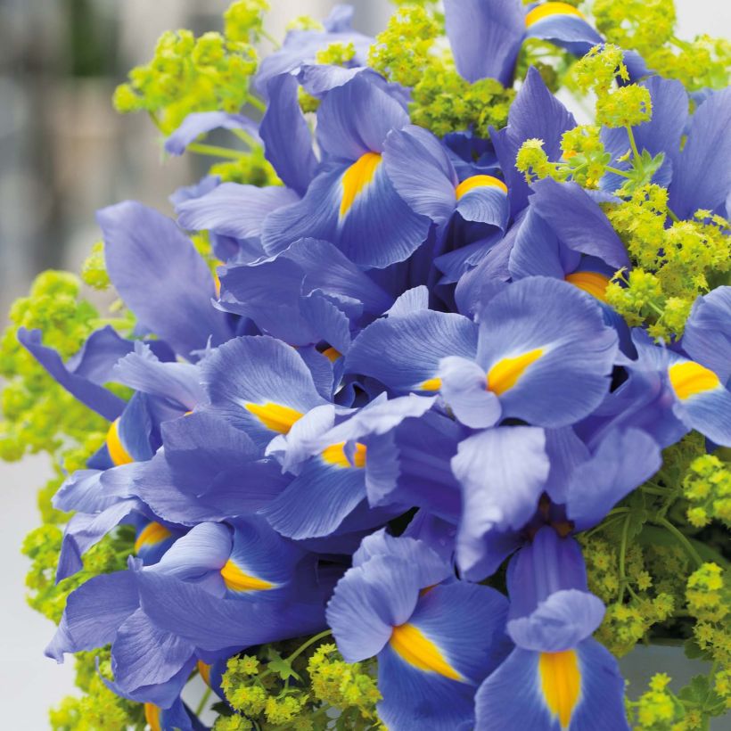 Iris de Hollande Professor Blaauw (Flowering)