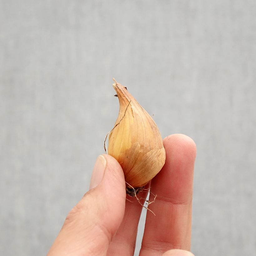 Example of Iris de Hollande Professor Blaauw Bulbe calibre 9 as you get in automne