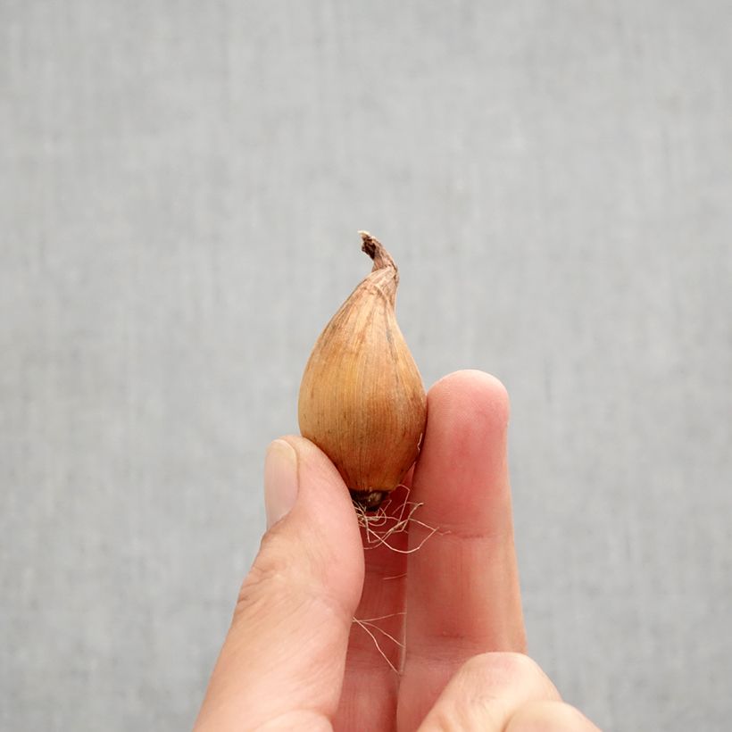 Example of Iris de Hollande Silvery Beauty - Iris (x) hollandica Bulbe calibre 8+ as you get in automne