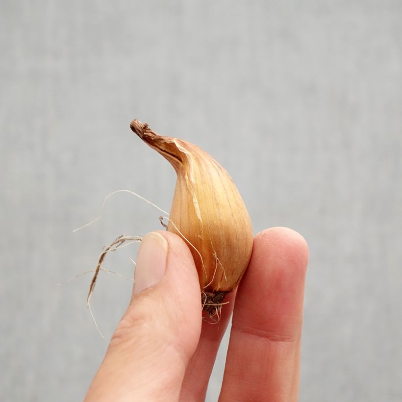 Example of Iris de Hollande Telstar - Iris hollandica Bulbe calibre 8+ as you get in automne