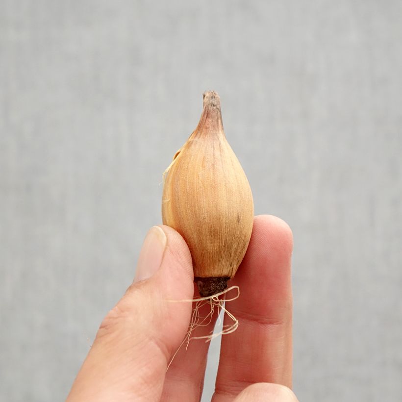 Spécimen de Iris de Hollande White Excelsior Bulbe calibre 8+ tel que livré en automne