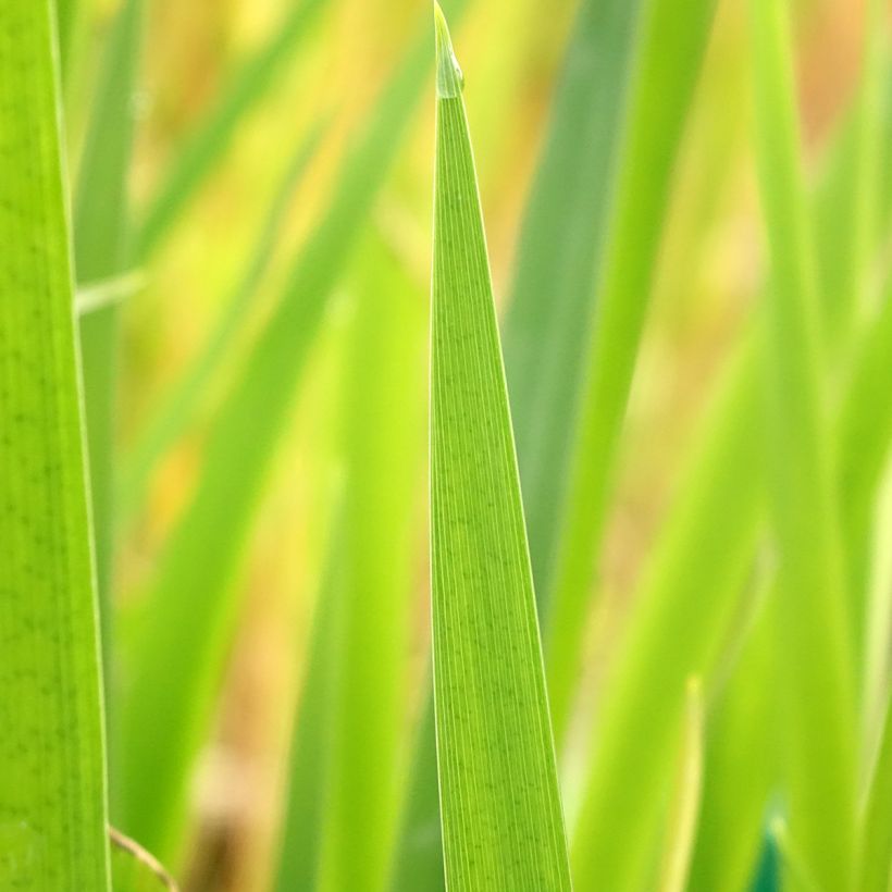 Iris de Louisiane Ann Chowning - Iris louisiana (Foliage)
