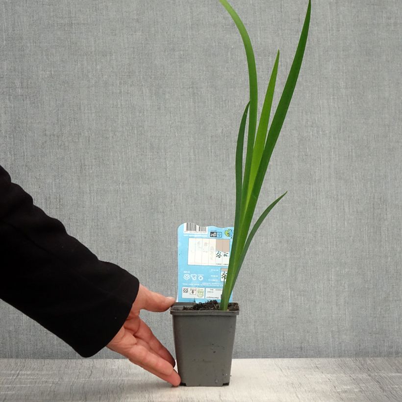 Example of Iris de Louisiane Ann Chowning - Iris louisiana Godet de 8/9 cm as you get in printemps