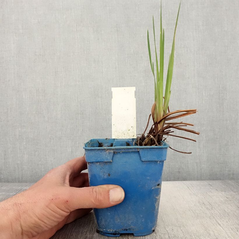 Spécimen de Iris de Sibérie - Iris sibirica Caesar's Brother Pot de 1L/1,5L tel que livré au printemps