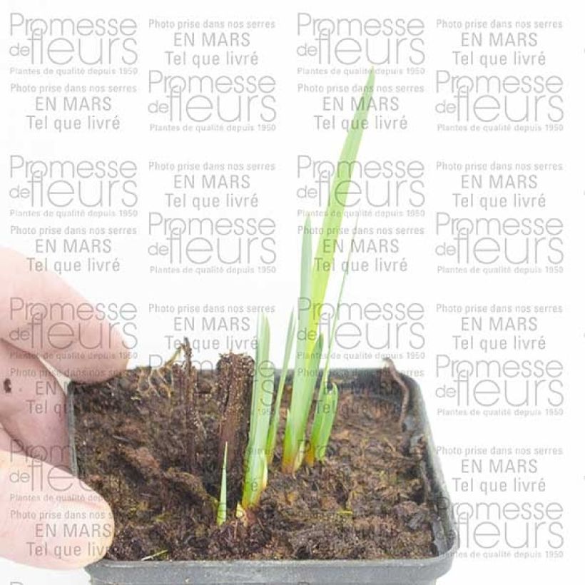 Exemple de spécimen de Iris de Sibérie - Iris sibirica Double Standard Racines nues tel que livré