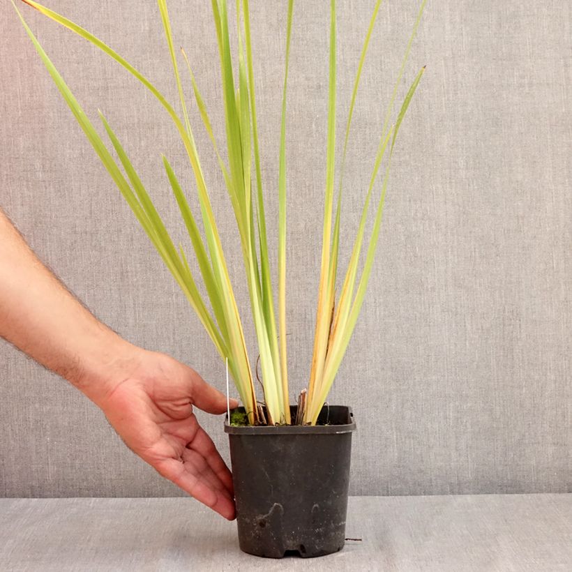 Spécimen de Iris de Sibérie - Iris sibirica Double Standard Pot de 1,5L/2L tel que livré en été