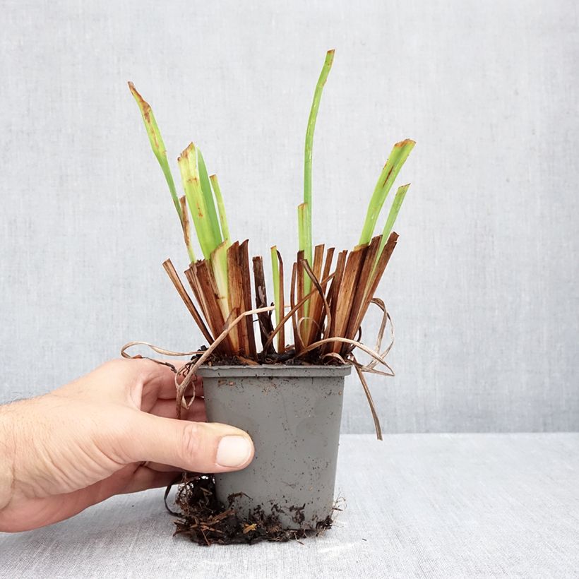Spécimen de Iris du Japon - Iris ensata Amethyst Godet de 8/9 cm tel que livré en automne