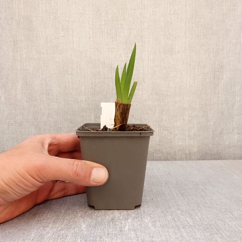 Spécimen de Iris du Japon - Iris ensata Amethyst Godet de 8/9 cm tel que livré au printemps