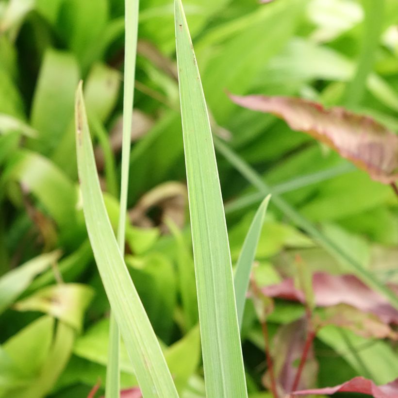 Iris du Japon - Iris ensata Amethyst (Feuillage)