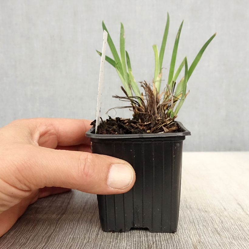 Spécimen de Iris du Japon - Iris ensata Crystal Halo Godet de 8/9 cm tel que livré au printemps