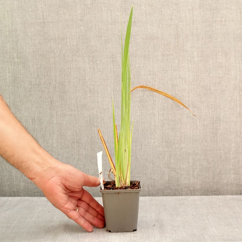 Spécimen de Iris du Japon - Iris ensata Diamant Godet de 8/9 cm tel que livré en été