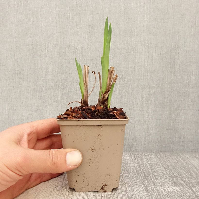 Spécimen de Iris du Japon - Iris ensata Diamant Godet de 8/9 cm tel que livré au printemps