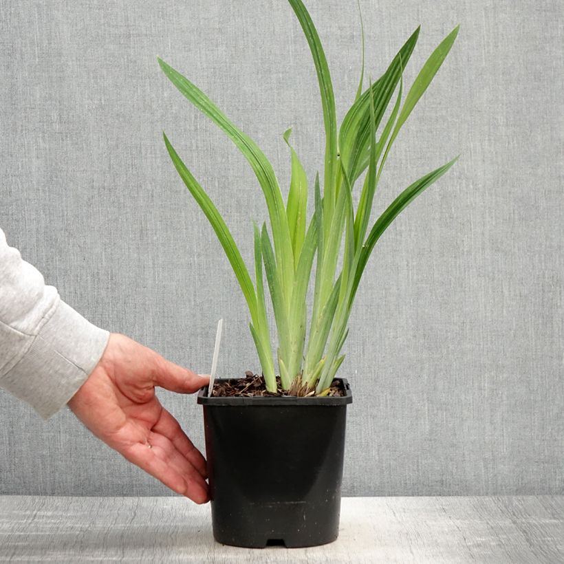 Spécimen de Iris du Japon - Iris ensata Dinner Plate Blueberry Pie Pot de 2L/3L tel que livré au printemps