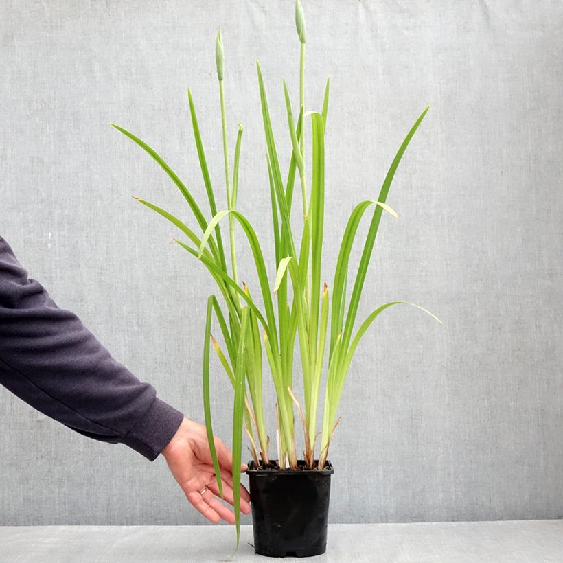 Spécimen de Iris du Japon - Iris ensata Dinner Plate Cupcake Pot de 2L/3L tel que livré au printemps