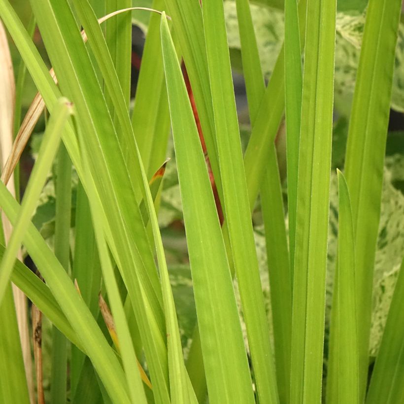 Iris du Japon - Iris ensata Dinner Plate Ice Cream (Feuillage)