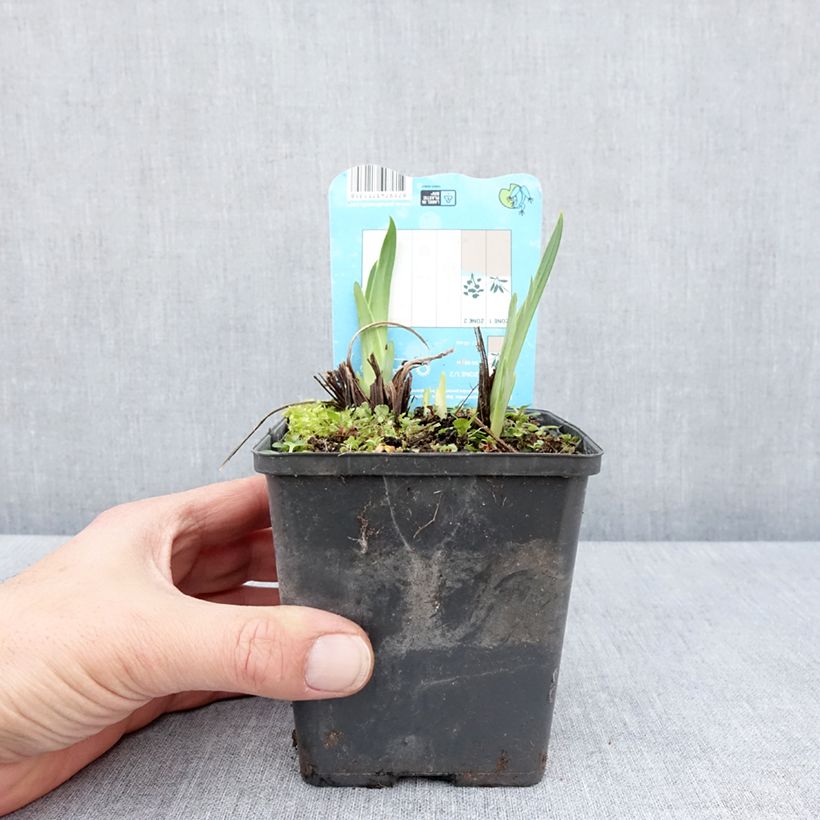 Spécimen de Iris du Japon - Iris ensata Dinner Plate Ice Cream Godet de 8/9 cm tel que livré au printemps