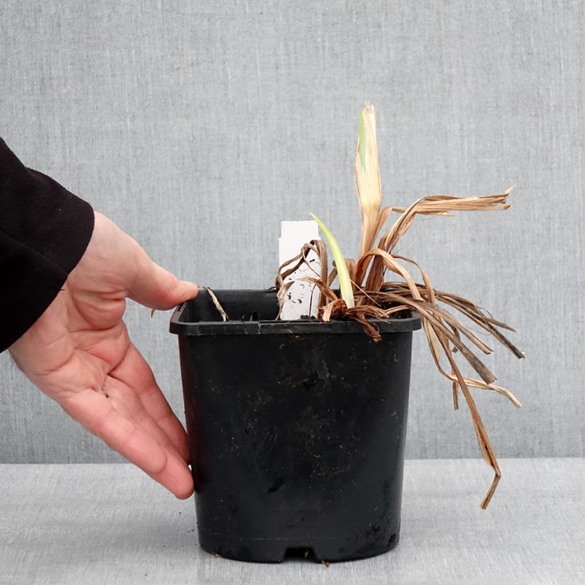 Spécimen de Iris du Japon - Iris ensata Dinner Plate Ice Cream Pot de 2L/3L tel que livré en hiver