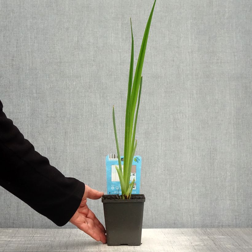 Spécimen de Iris du Japon - Iris ensata Dinner Plate Jell-O Pot de 1L/1,5L tel que livré au printemps