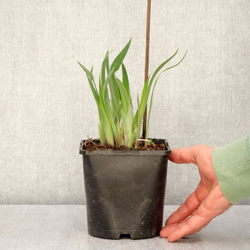 Spécimen de Iris du Japon - Iris ensata Dinner Plate Sundae Pot de 2L/3L tel que livré au printemps