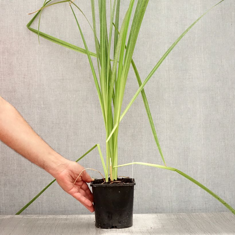 Spécimen de Iris du Japon - Iris ensata Dinner Plate Tub Tim Grob Pot de 2L/3L tel que livré en été