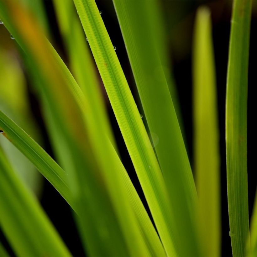 Iris du Japon - Iris ensata Gold Bound (Feuillage)