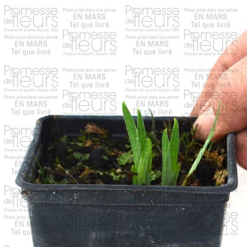 Exemple de spécimen de Iris du Japon - Iris ensata Gold Bound Racines nues tel que livré