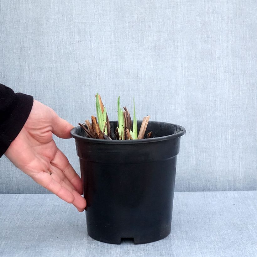 Spécimen de Iris du Japon - Iris ensata Harlequinesque Pot de 2L/3L tel que livré au printemps
