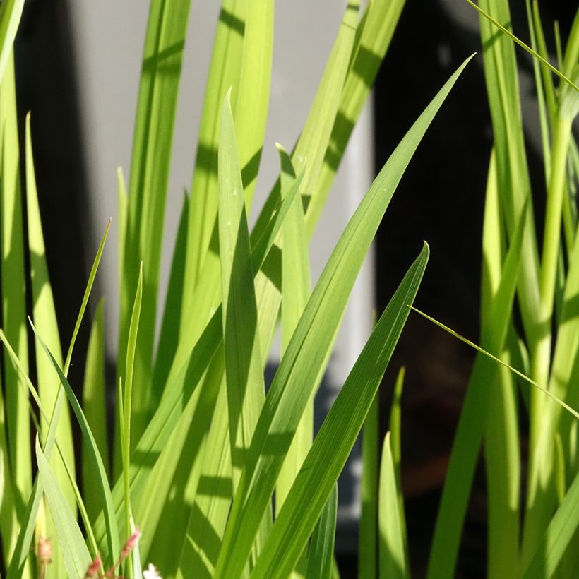 Iris du Japon - Iris ensata Lady in Waiting (Feuillage)