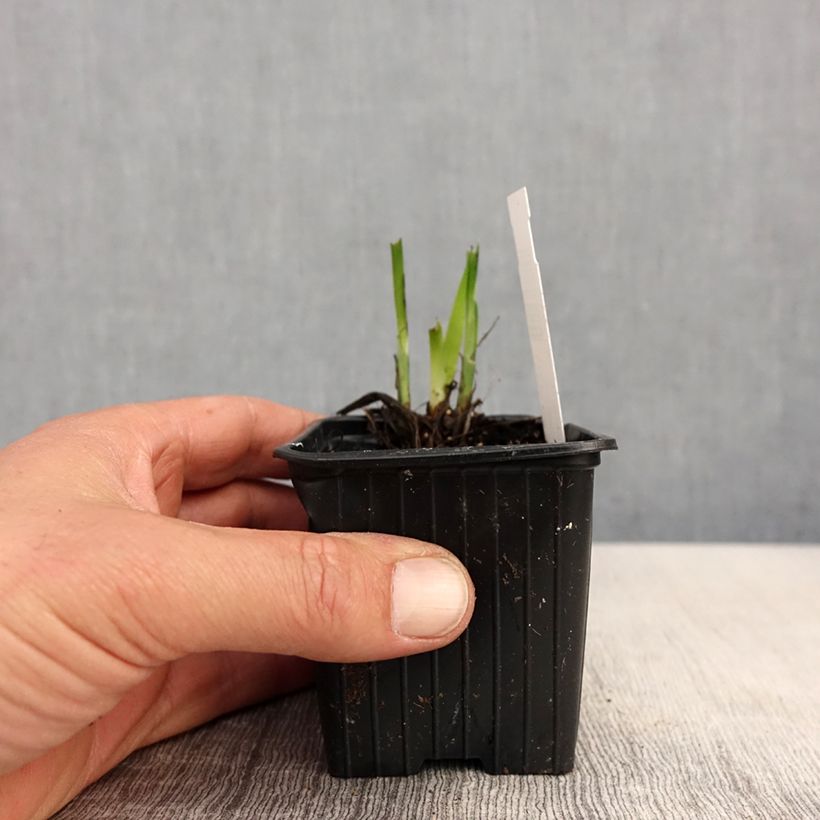 Spécimen de Iris du Japon - Iris ensata Rose Queen Godet de 8/9 cm tel que livré au printemps