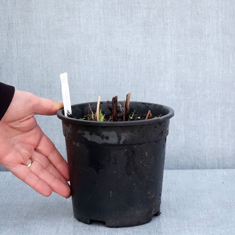 Spécimen de Iris du Japon - Iris ensata Sugar Dome Pot de 2L/3L tel que livré au printemps