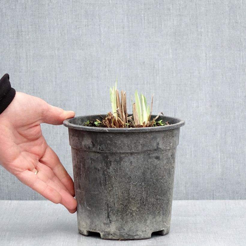 Example of Iris du Japon - Iris ensata Variegata Pot de 2L/3L as you get in printemps