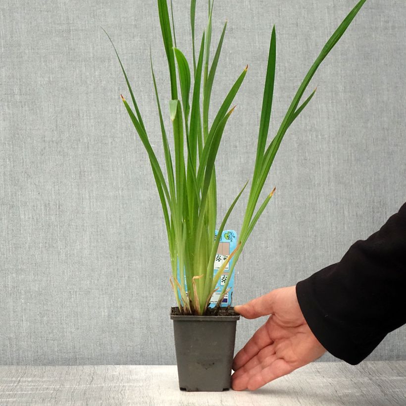 Example of Iris du Japon - Iris ensata White Ladies Godet de 8/9 cm as you get in printemps