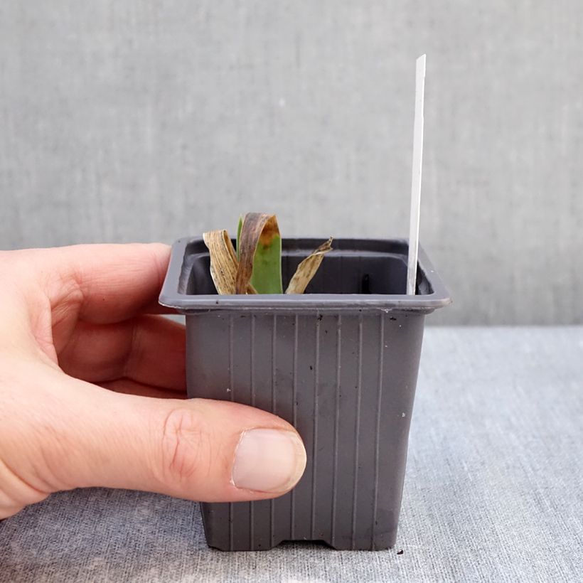 Spécimen de Iris germanica Accent Variegata - Iris des Jardins Godet de 8/9 cm, Calibre 4/6 tel que livré en hiver