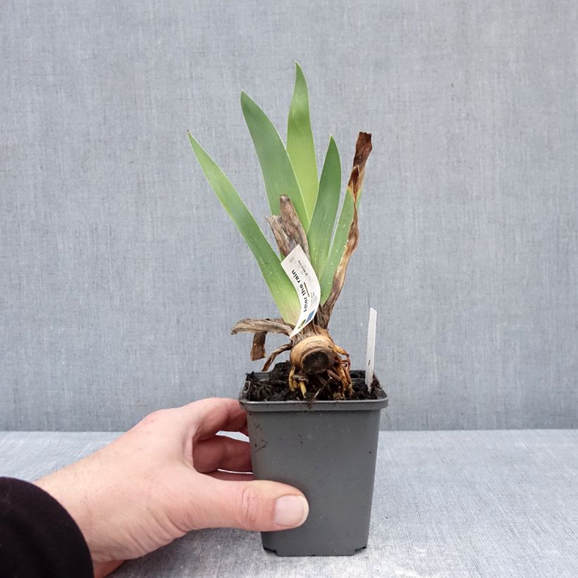 Spécimen de Iris germanica After The Rain - Iris des Jardins Godet de 8/9 cm tel que livré en hiver