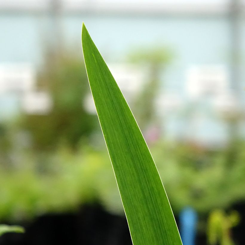 Iris germanica Agrippa - Iris des Jardins (Feuillage)