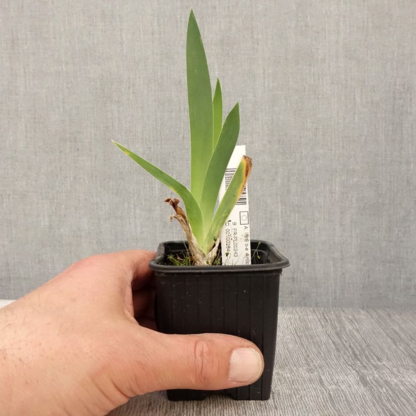 Spécimen de Iris germanica Antique Ivory - Iris des Jardins  Godet de 8/9 cm, Calibre 4/6 tel que livré au printemps