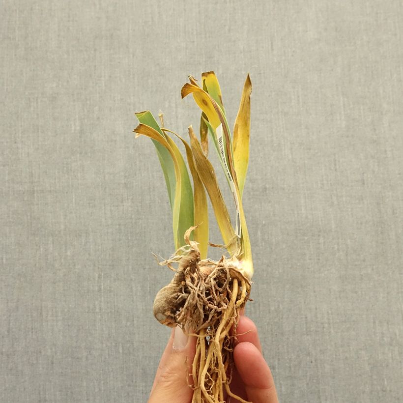 Spécimen de Iris germanica Art Du Camouflage - Grand Iris des Jardins Rhizome tel que livré en hiver