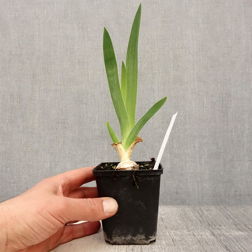 Spécimen de Iris germanica Babbling Brook - Iris des Jardins Godet de 8/9 cm, Calibre 4/6 tel que livré au printemps