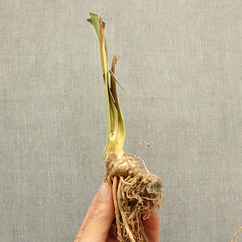 Spécimen de Iris germanica Be My Angel - Iris des Jardins Lilliput Rhizome tel que livré en hiver