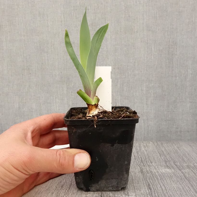 Spécimen de Iris germanica Bishop's Robe - Iris des Jardins Godet de 8/9 cm, Calibre 4/6 tel que livré au printemps