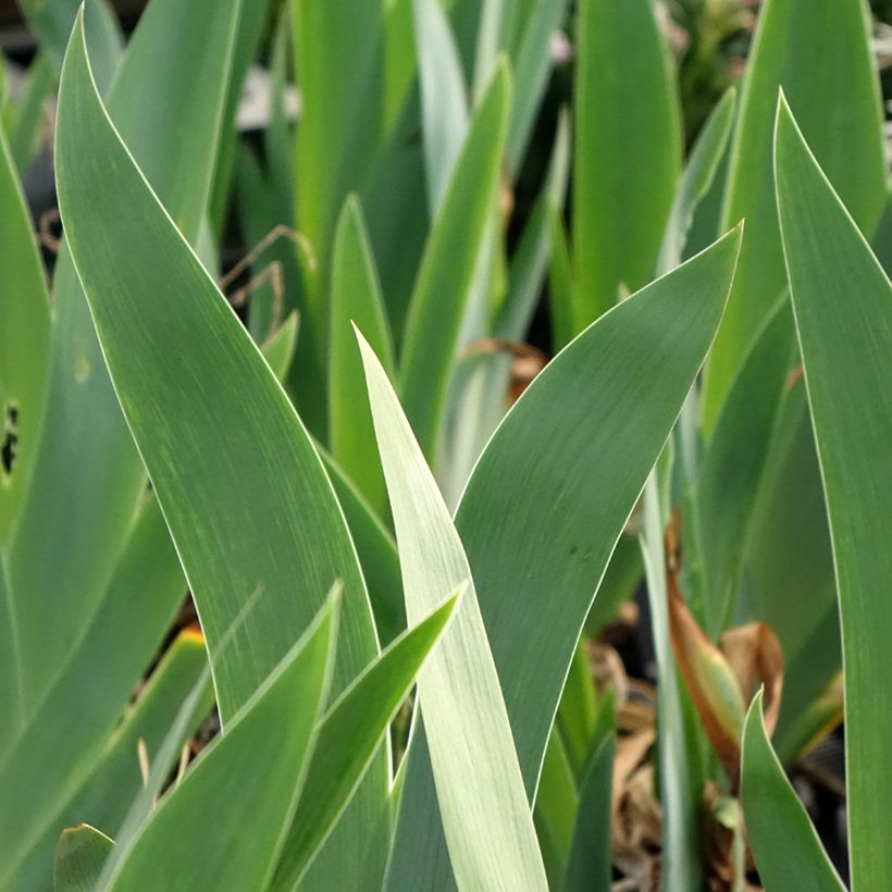 Iris germanica Black Dragon - Iris des Jardins (Feuillage)